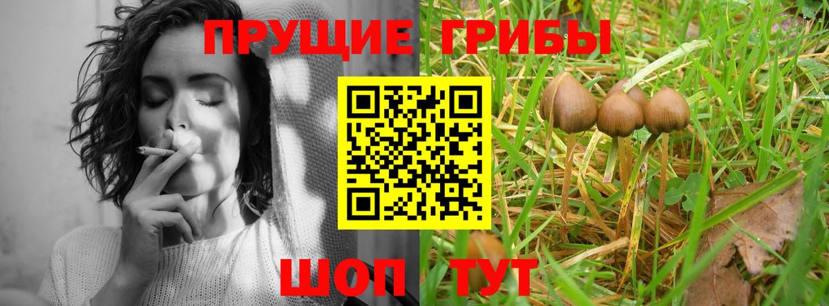 Кропоткин  Галлюциногенные грибы Psilocybine cubensis  Вход с VPN 